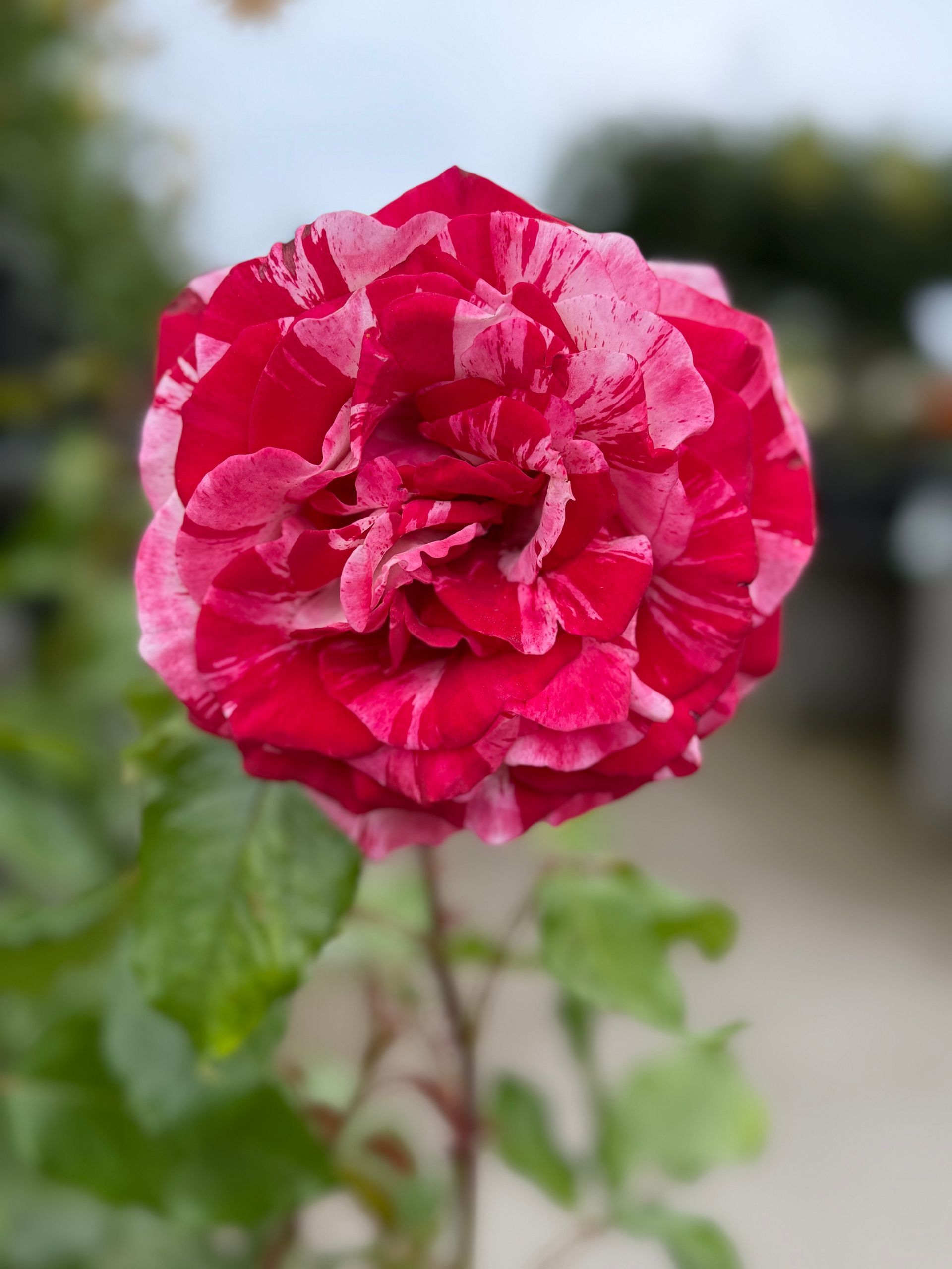Red and white striped rose in full bloom, green leaves, outdoor setting.
