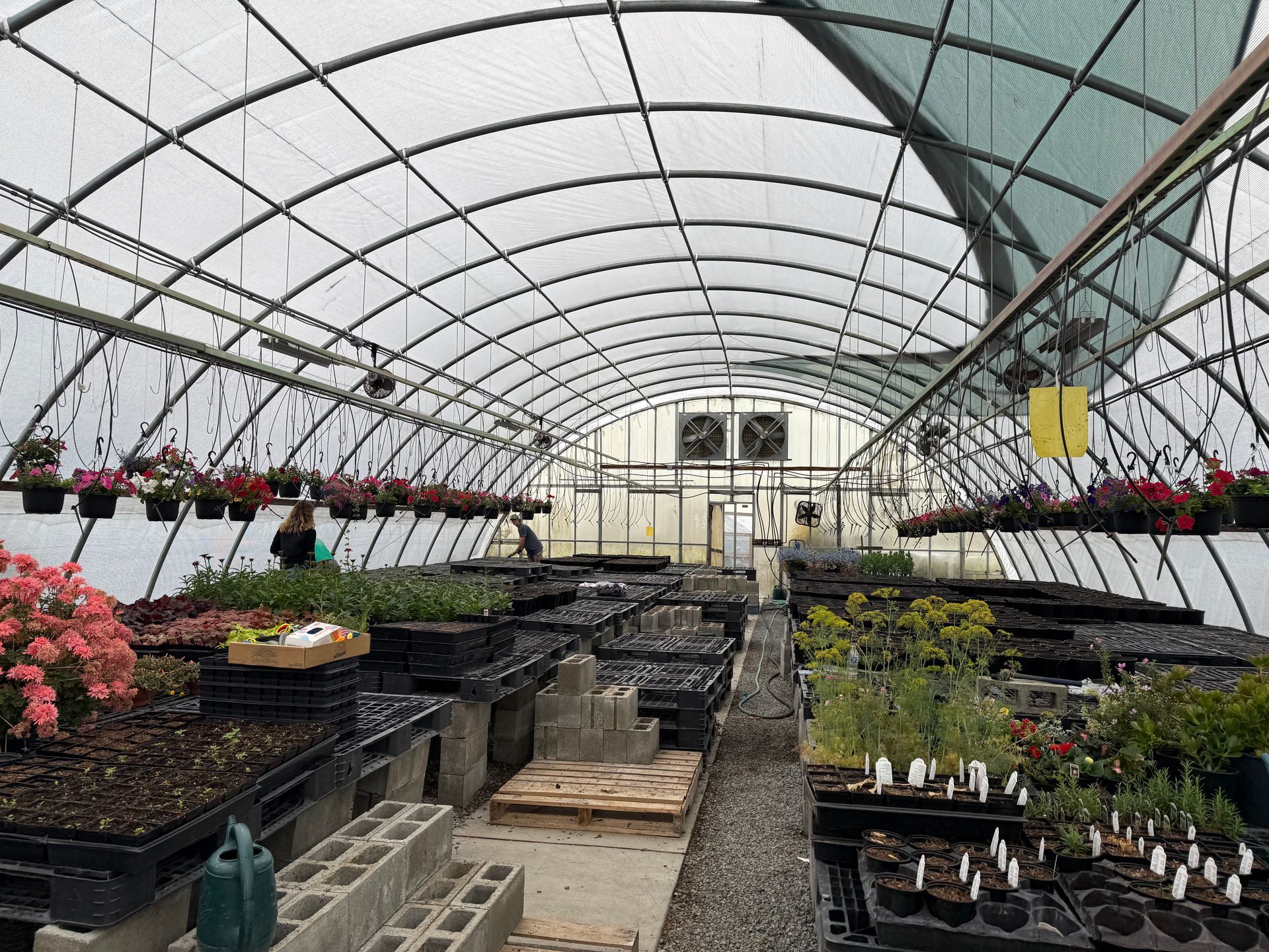 Greenhouse interior with plants, including hanging baskets, and a person in the distance.
