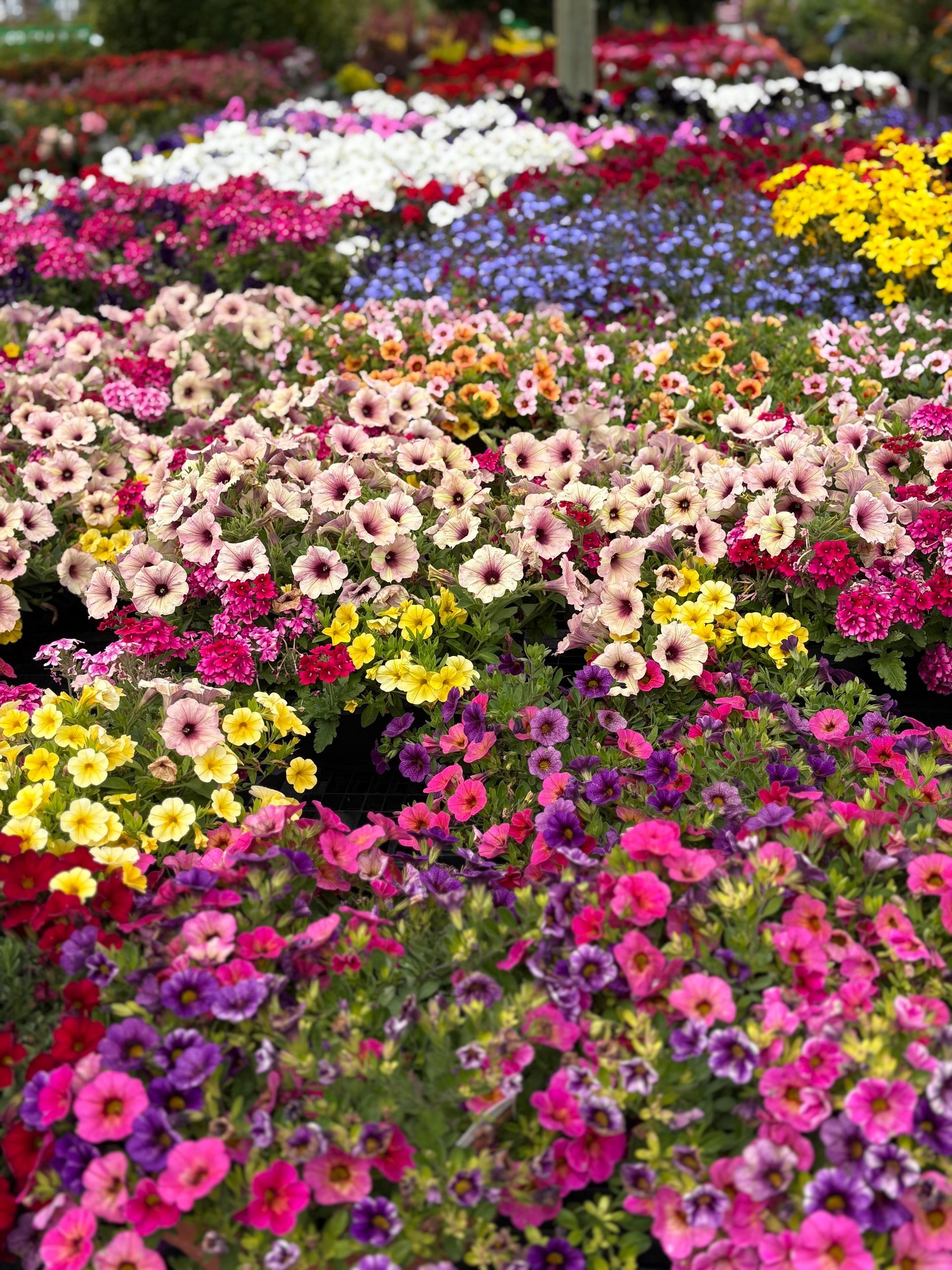 Colorful assortment of blooming flowers at a nursery, with various hues of pink, yellow, red, purple, and white.