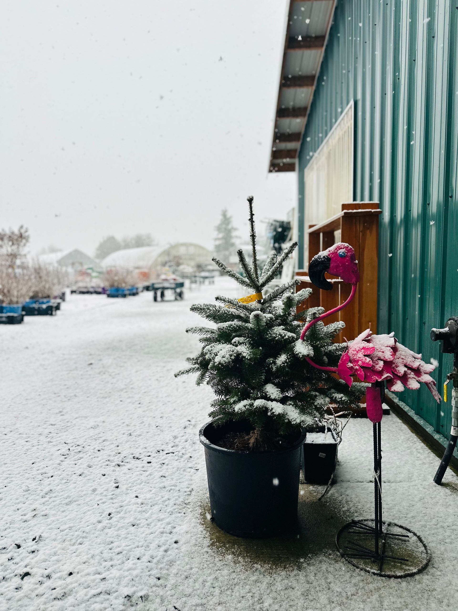 Snow-covered fir tree and pink flamingo statue outside a green building with falling snow.