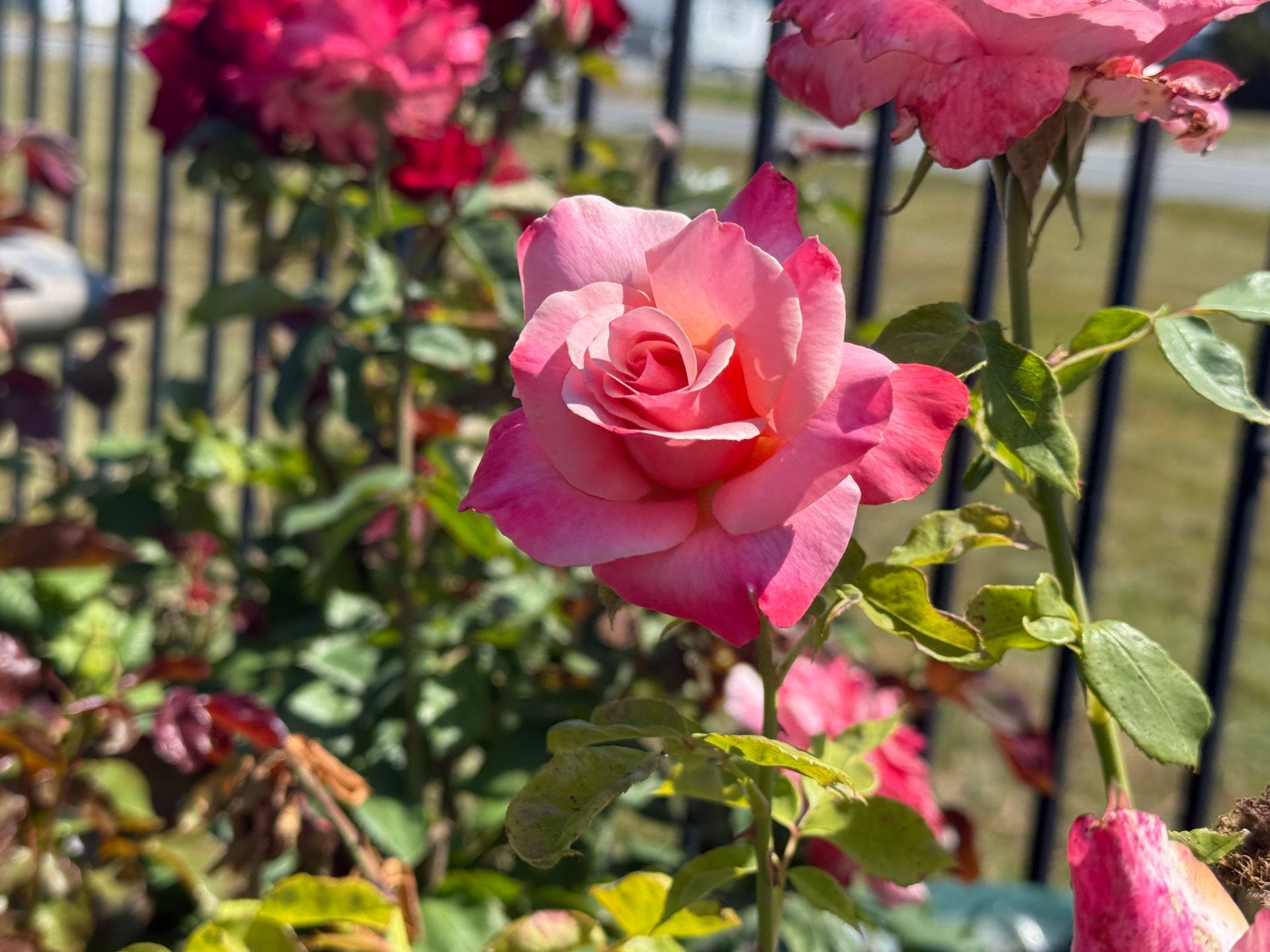 Pink rose in full bloom, petals tinged with light and dark pink, in a sunny garden with a black fence.