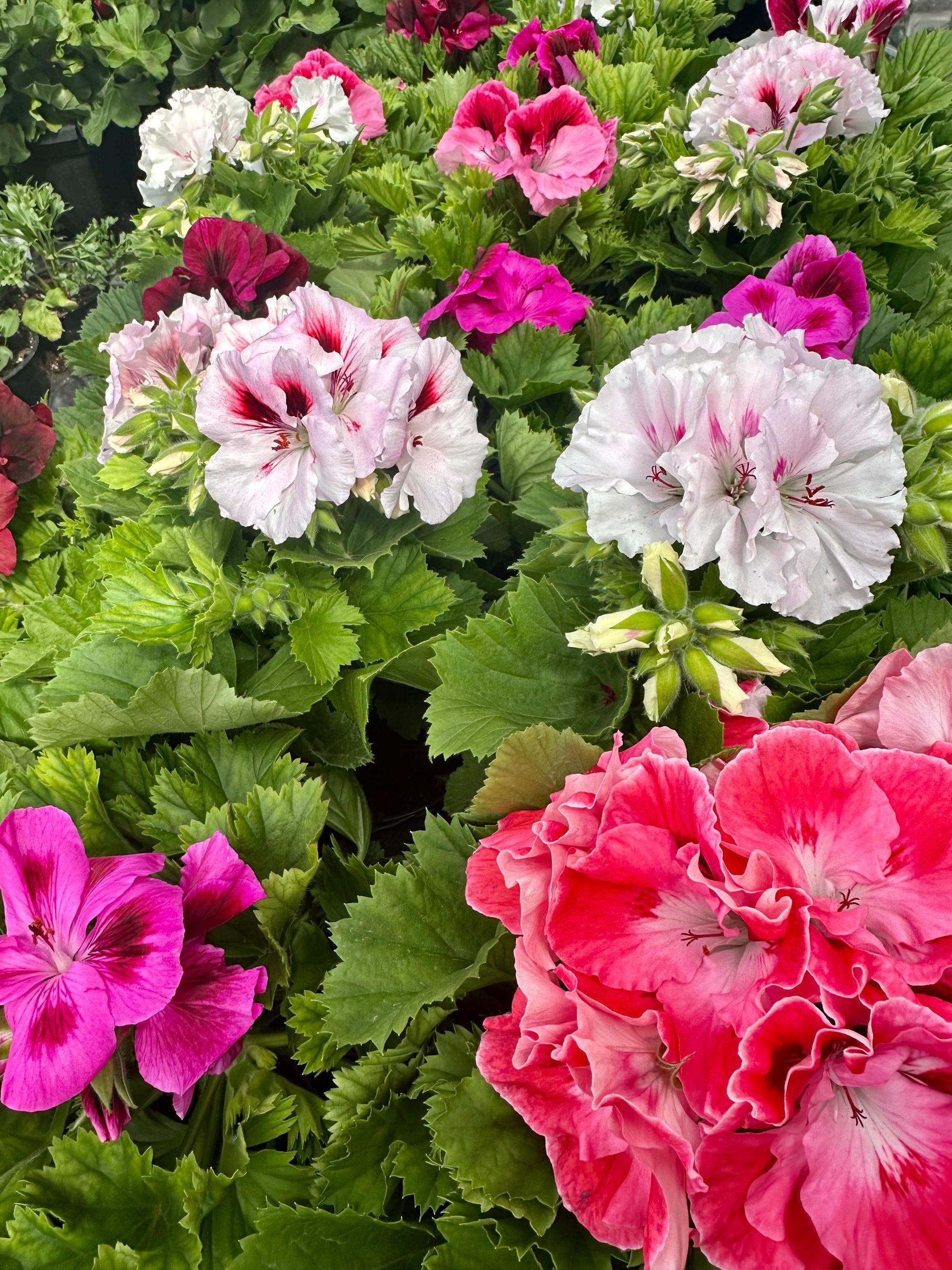 Close-up of vibrant geraniums in various colors, including pink, white, and red.