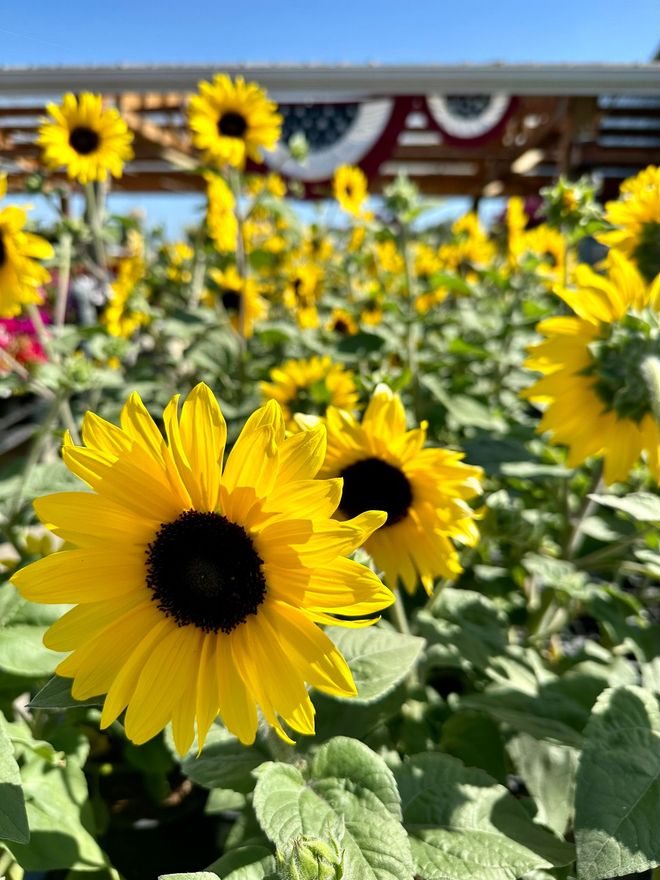 Field of vibrant yellow sunflowers, blue sky, outdoor setting.