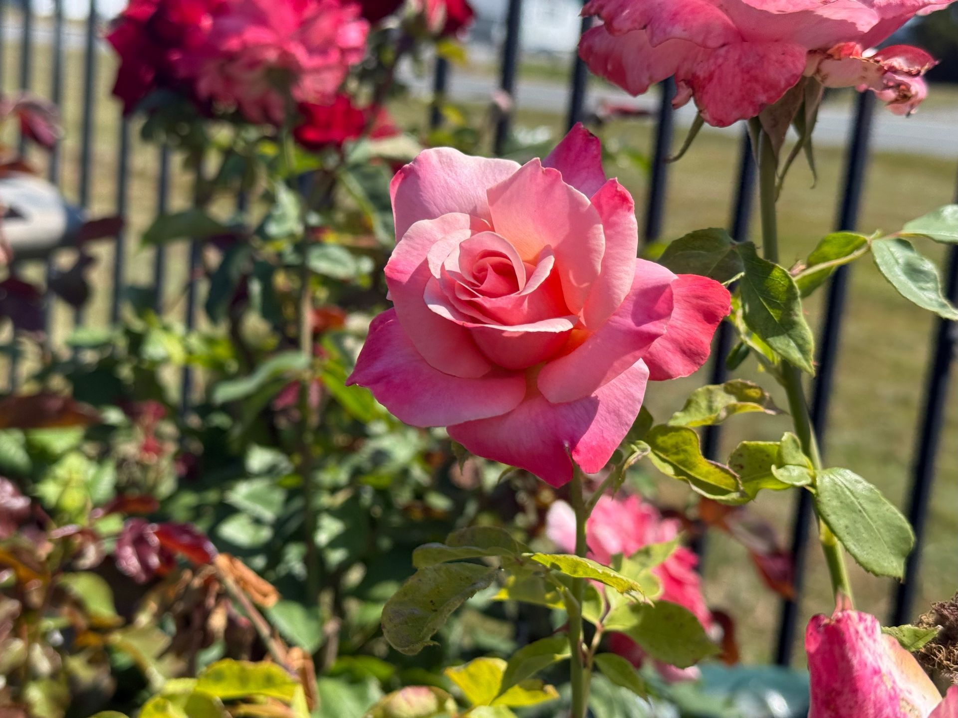 Pink rose with darker edges, in front of a black fence.