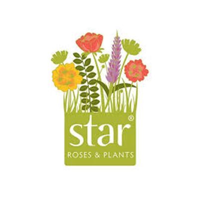 STAR ROSES & PLANTS