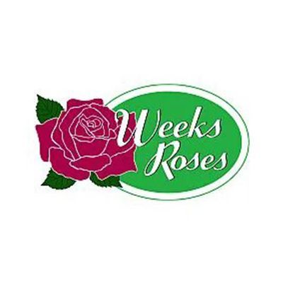 Weeks Roses