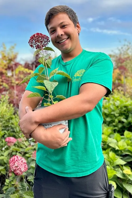 Man in green shirt smiles, holding a potted hydrangea plant outdoors.