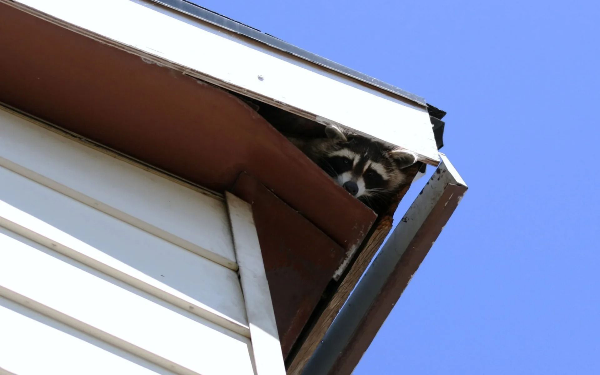 Raccoon peeking out from under a brown eave on a white-sided building, blue sky background.