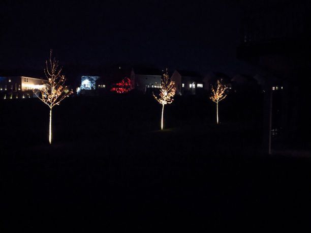 Dark outdoor scene with three illuminated trees and distant city lights at night
