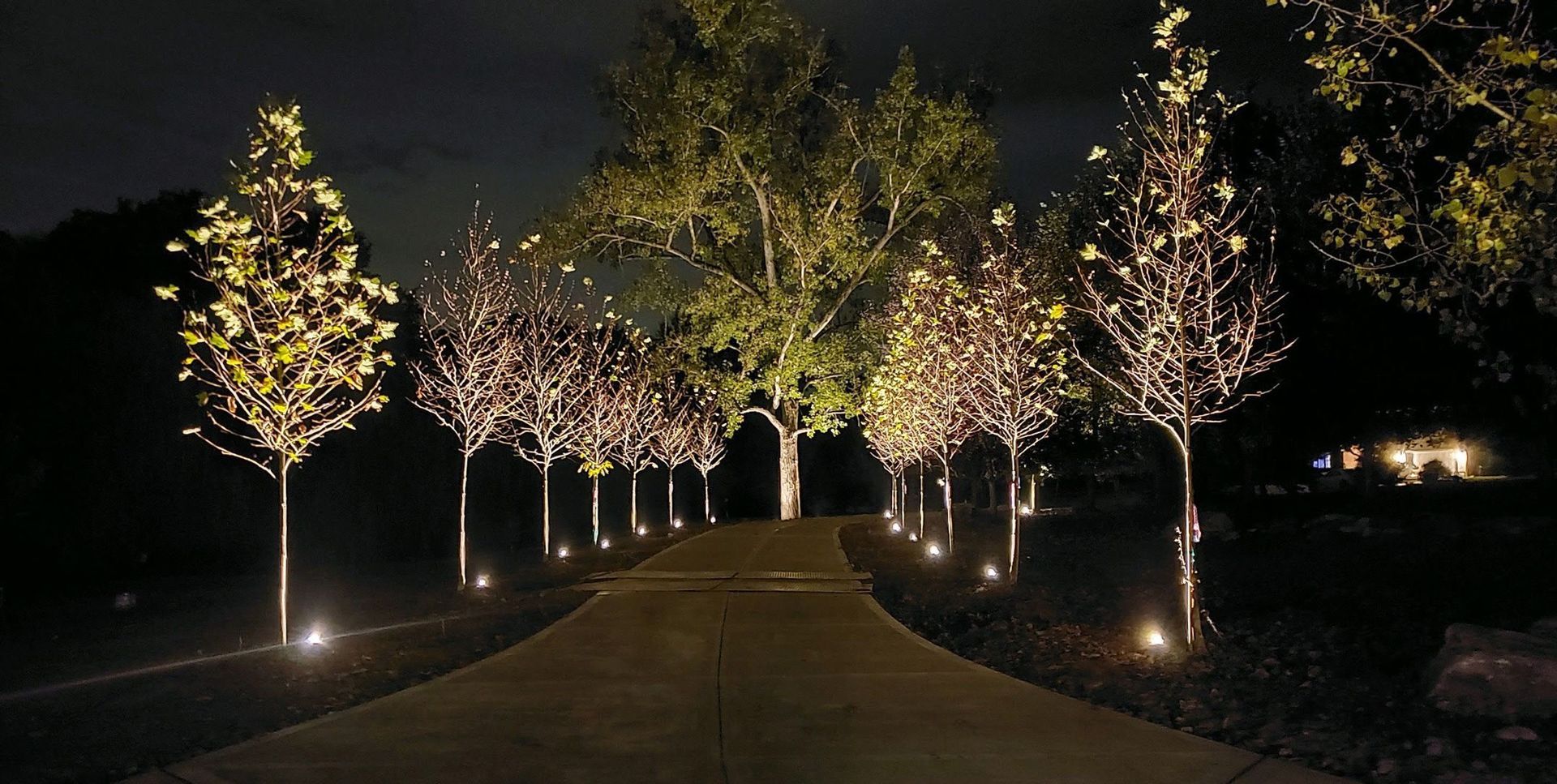 Lit pathway lined with illuminated trees at night
