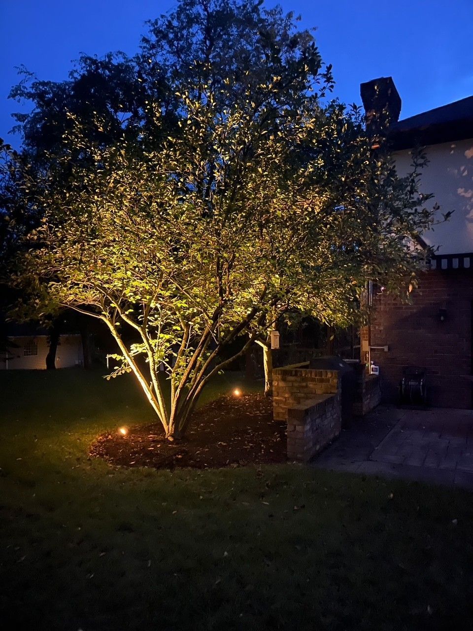Lit tree glowing with warm lights in a dark yard beside a house at dusk