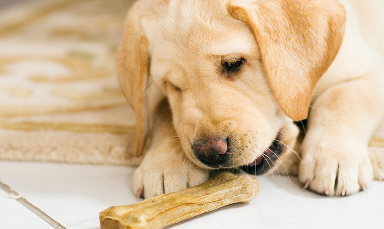 labrador retriever puppy eating a toy bone