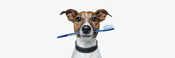 Dog with brush