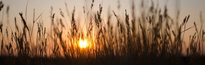 Wheat field