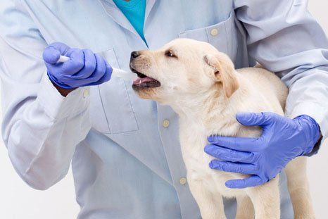 Kendo manga Loveland Animal Hospital Our Staff | Omaha, NE Veterinarian