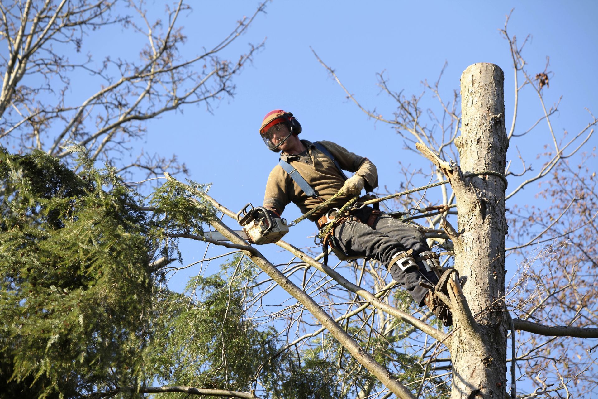 Arborist in safety gear trimming tree branches high on a stump against a blue sky