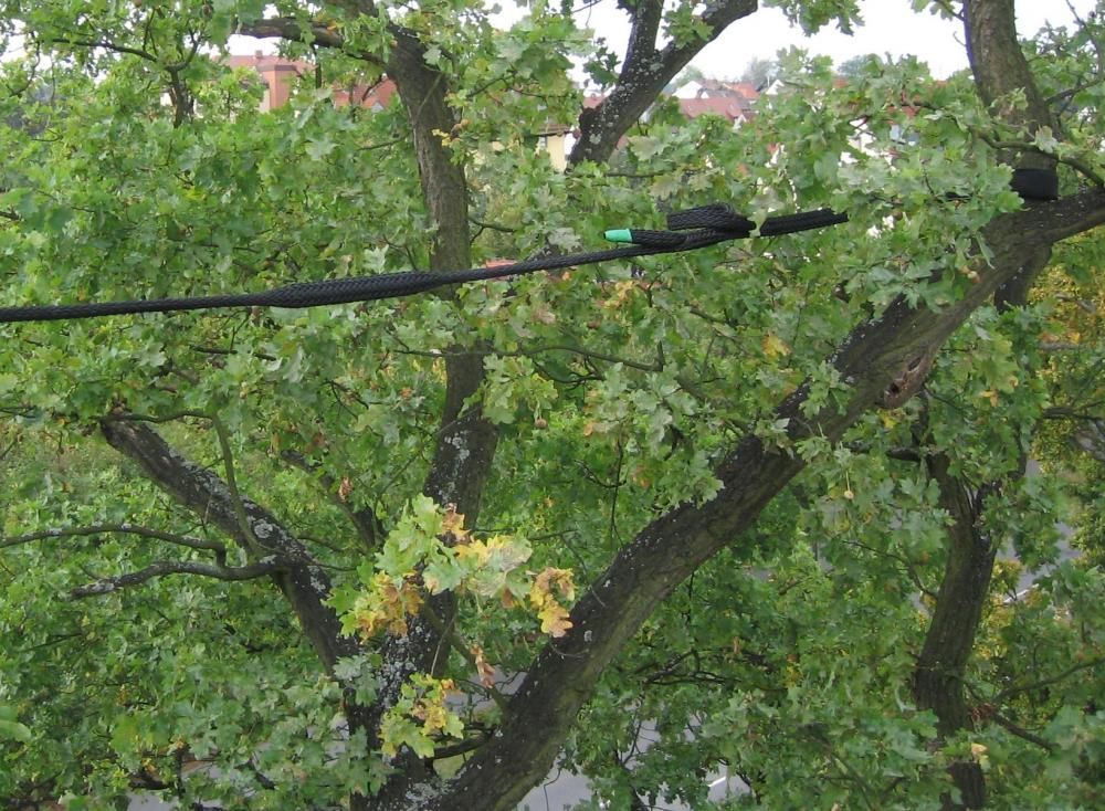 Tree branches with green leaves and a black cable stretched across the top.