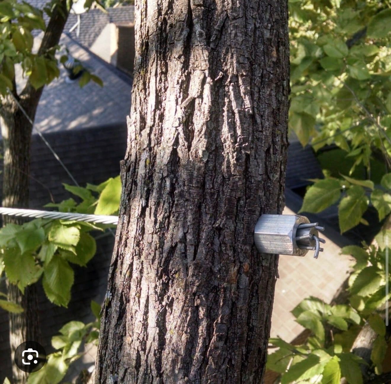 Tree trunk with a small gray outdoor light fixture attached, leafy yard and house in background