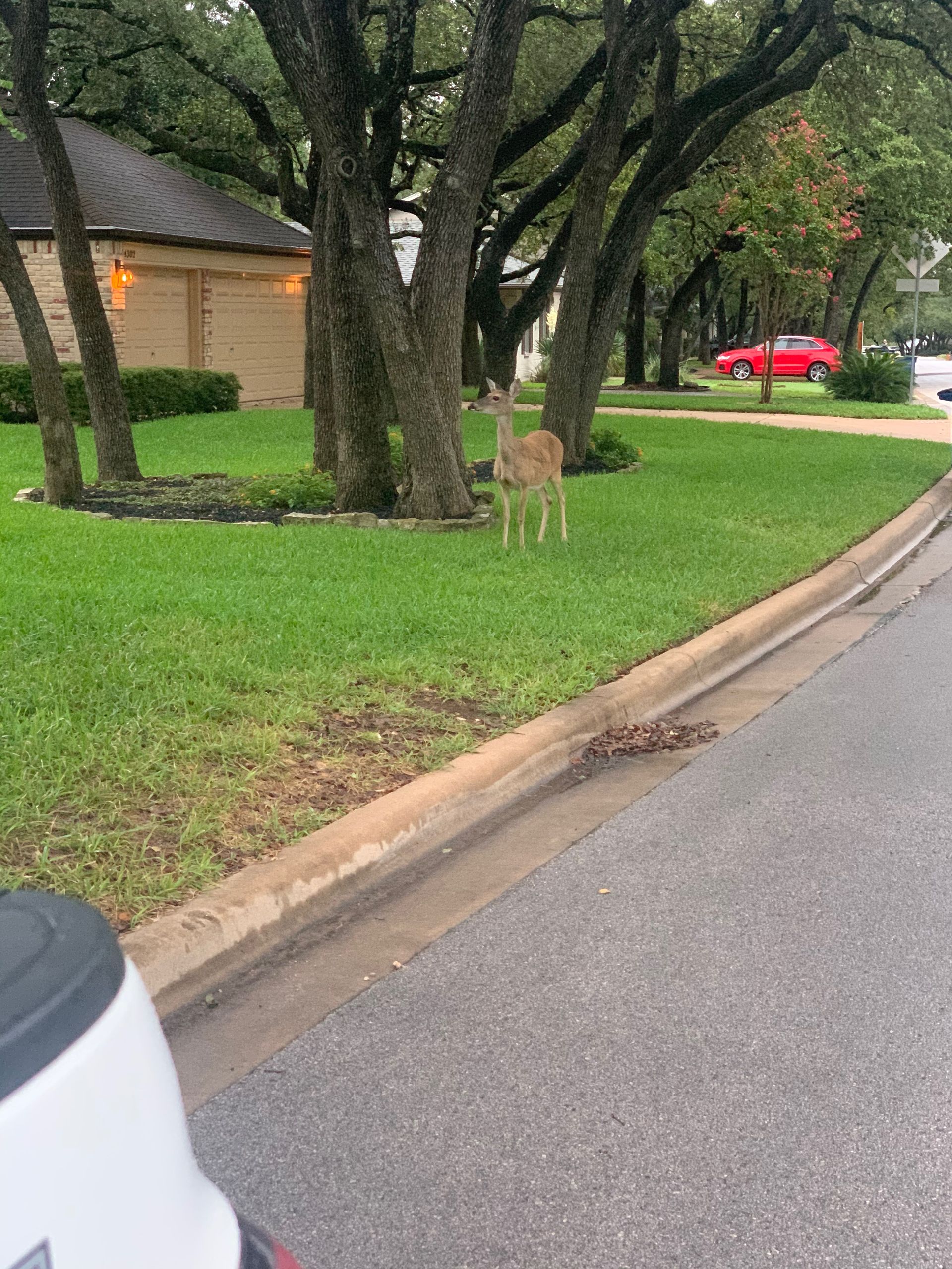 A deer is standing on the side of the road near a house.
