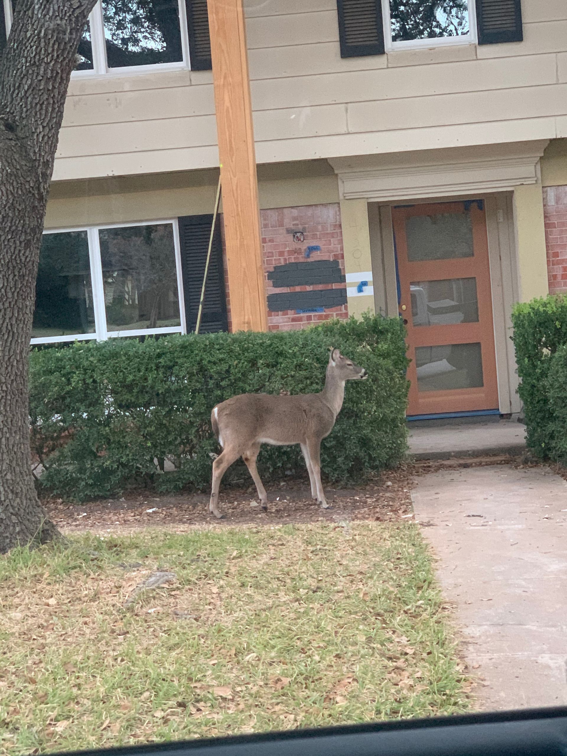 A deer is standing in front of a house.