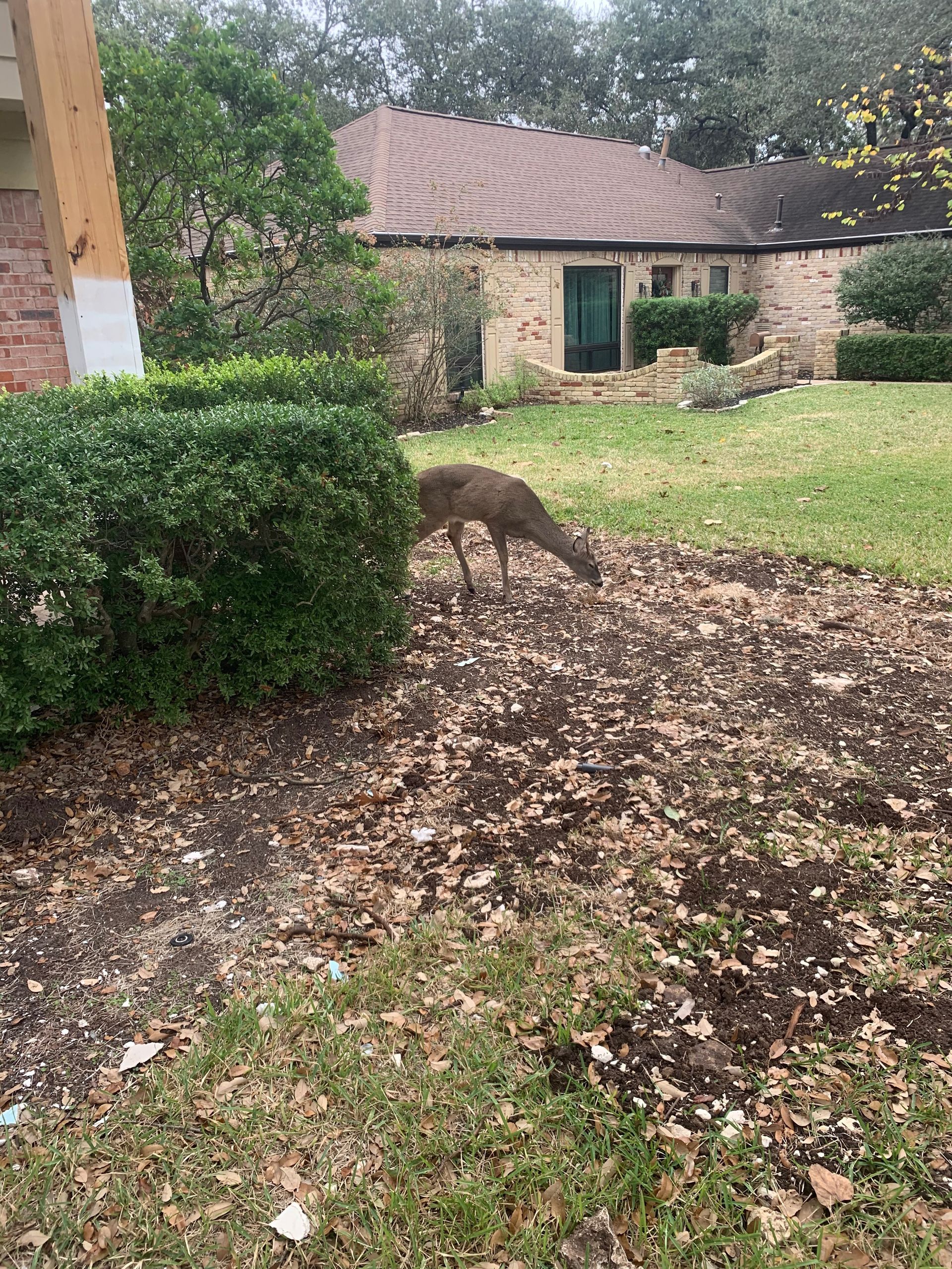 A deer is grazing in the grass in front of a house.