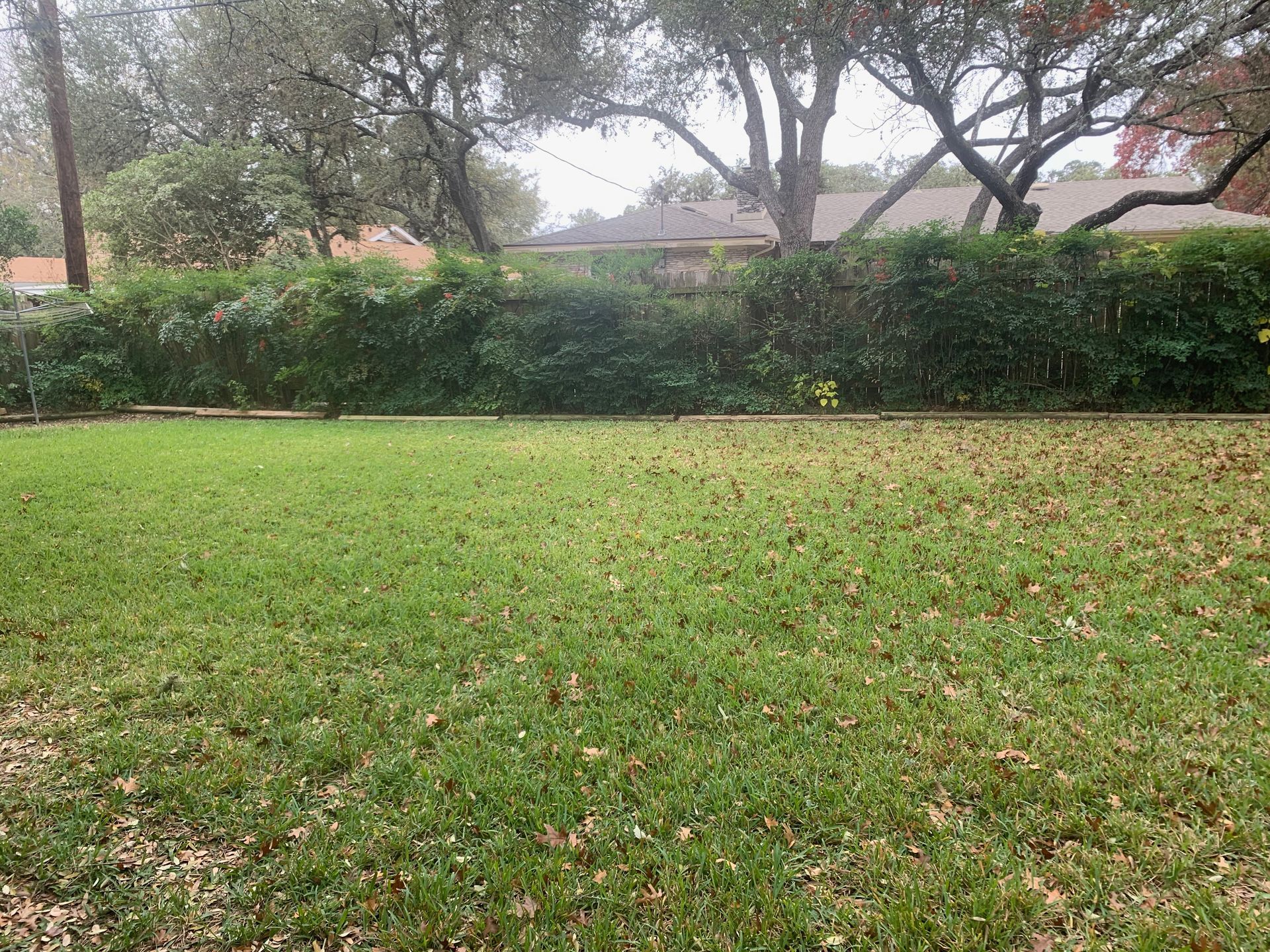 A lush green lawn with trees in the background and a house in the background.