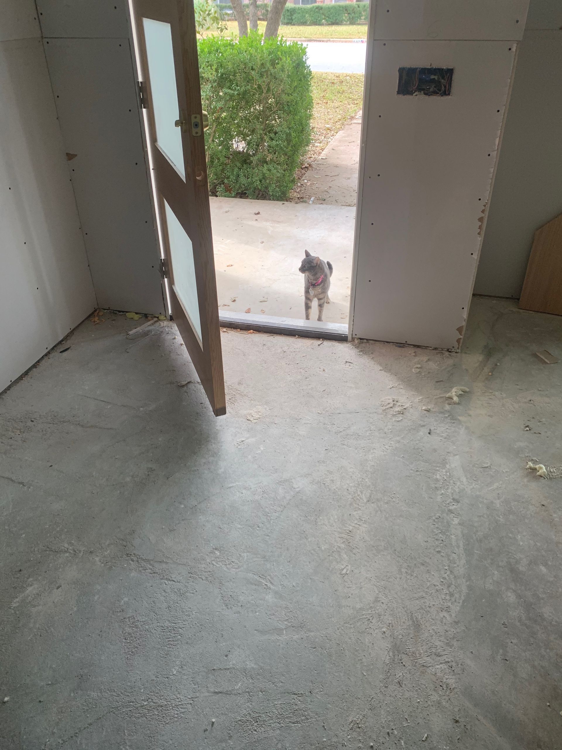A dog is standing in the doorway of a building.