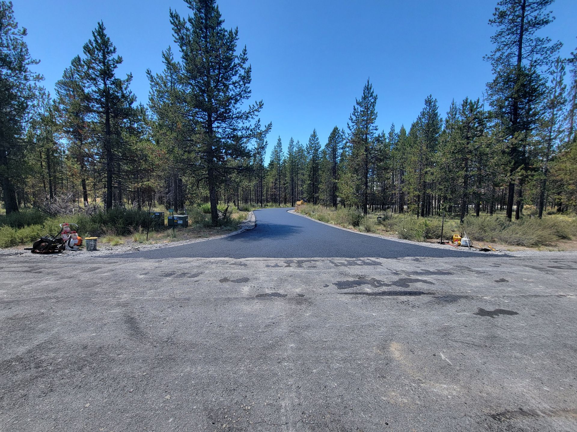 Paved road leading through a pine forest under a clear blue sky