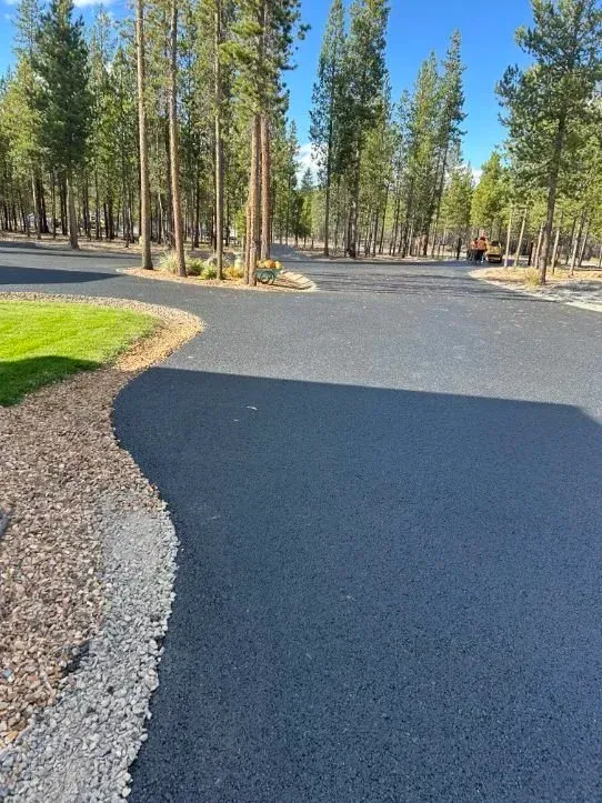 Freshly paved dark road curving through a pine forest on a sunny day
