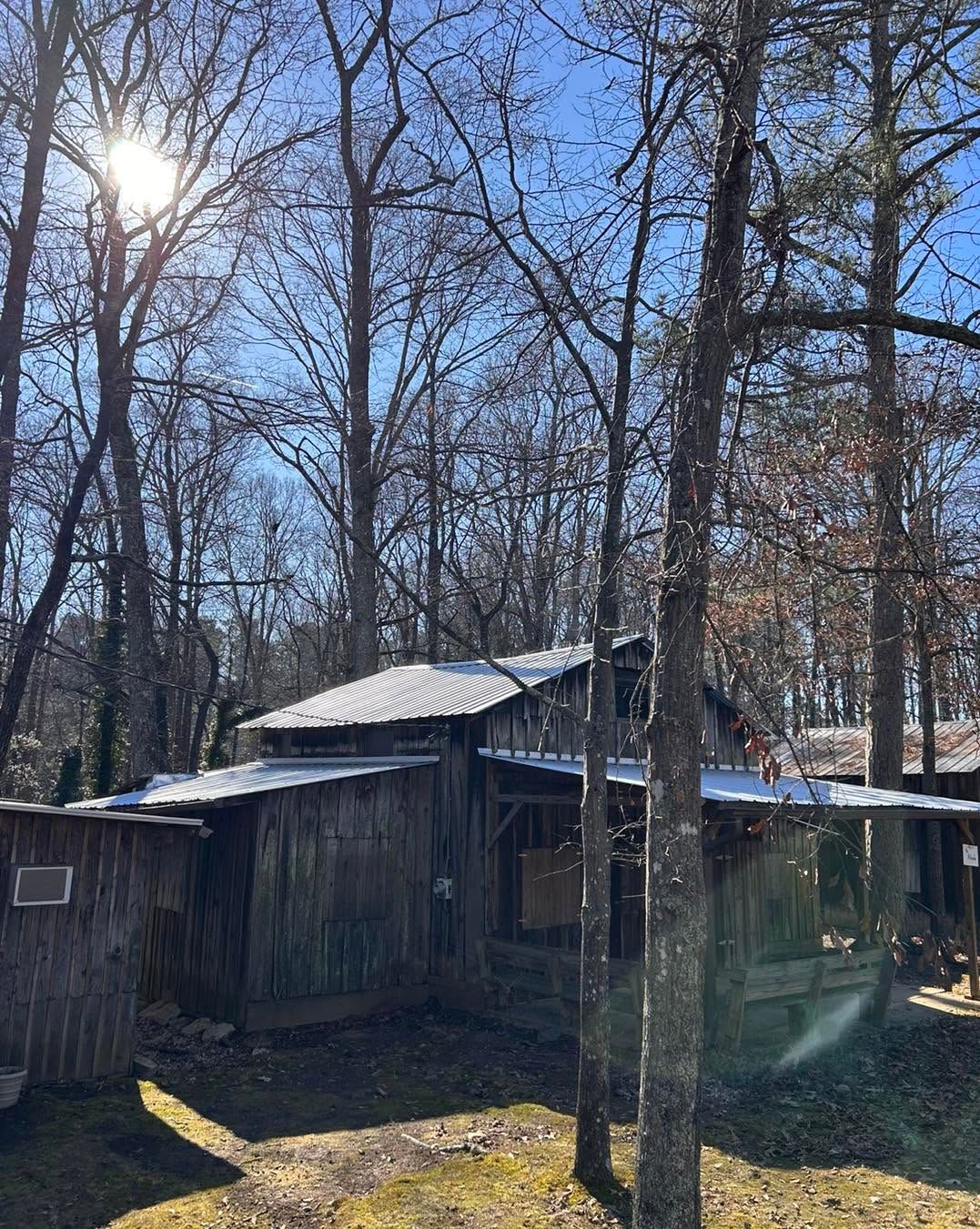Rustic wooden shed in a leafless forest, sunlight filtering through tall trees.