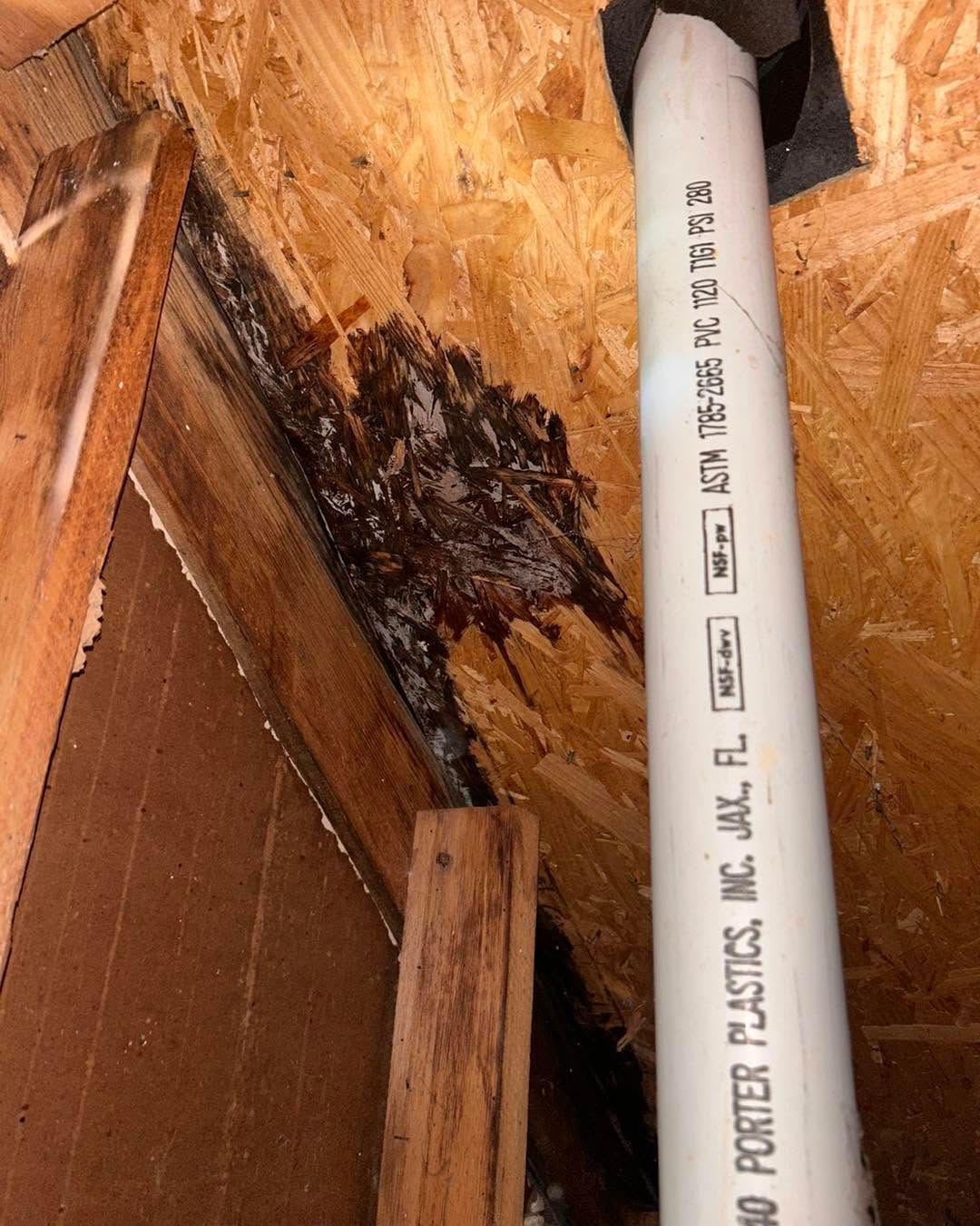 Water-damaged wooden roof framing with dark mold near a white PVC pipe.