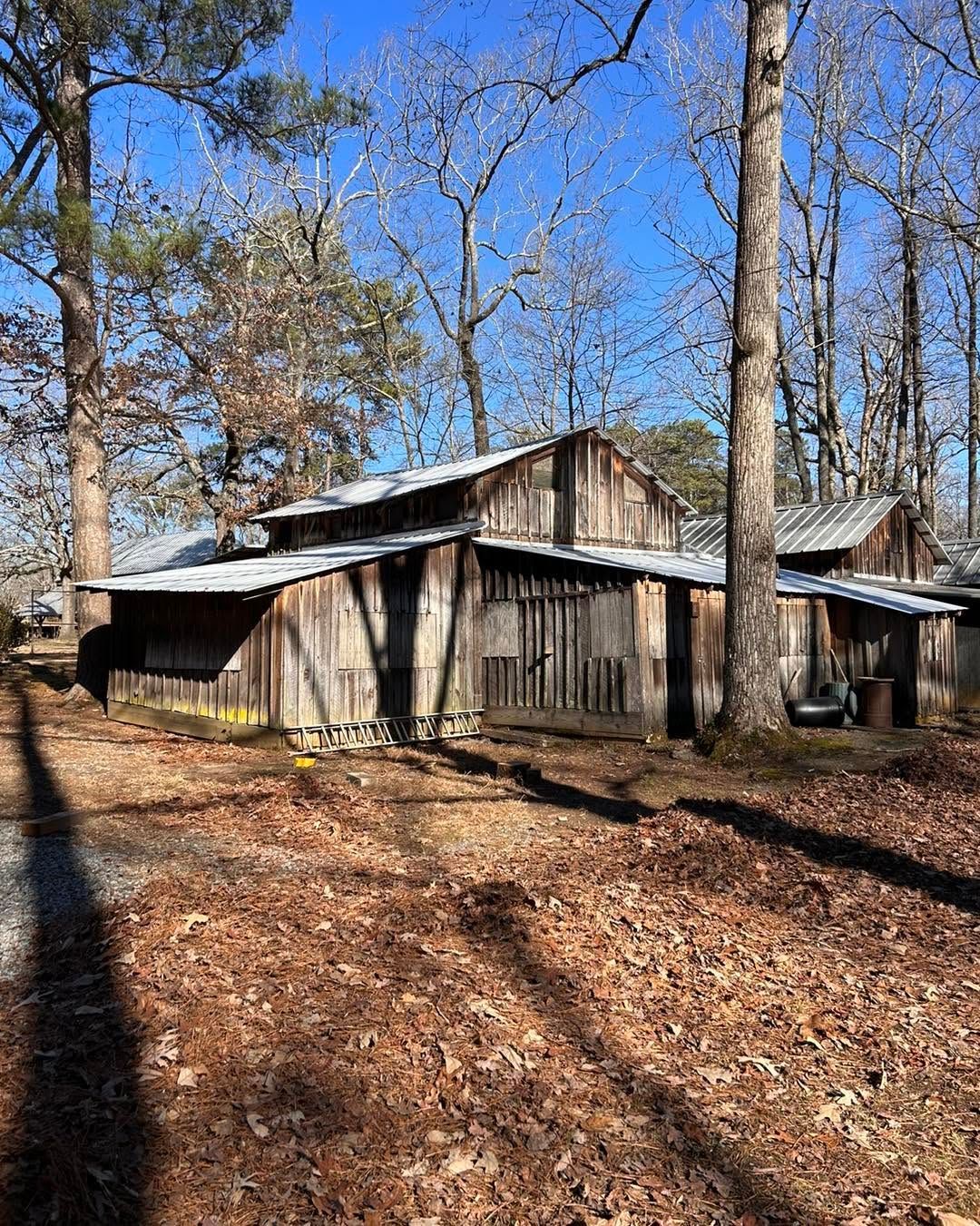 Old wooden cabin in a leaf-covered forest under a clear blue sky