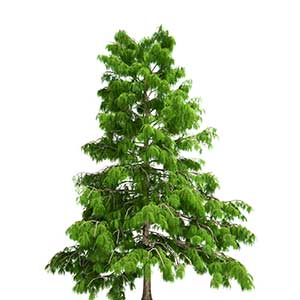 small tree cedar