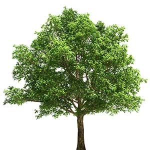 small tree oak