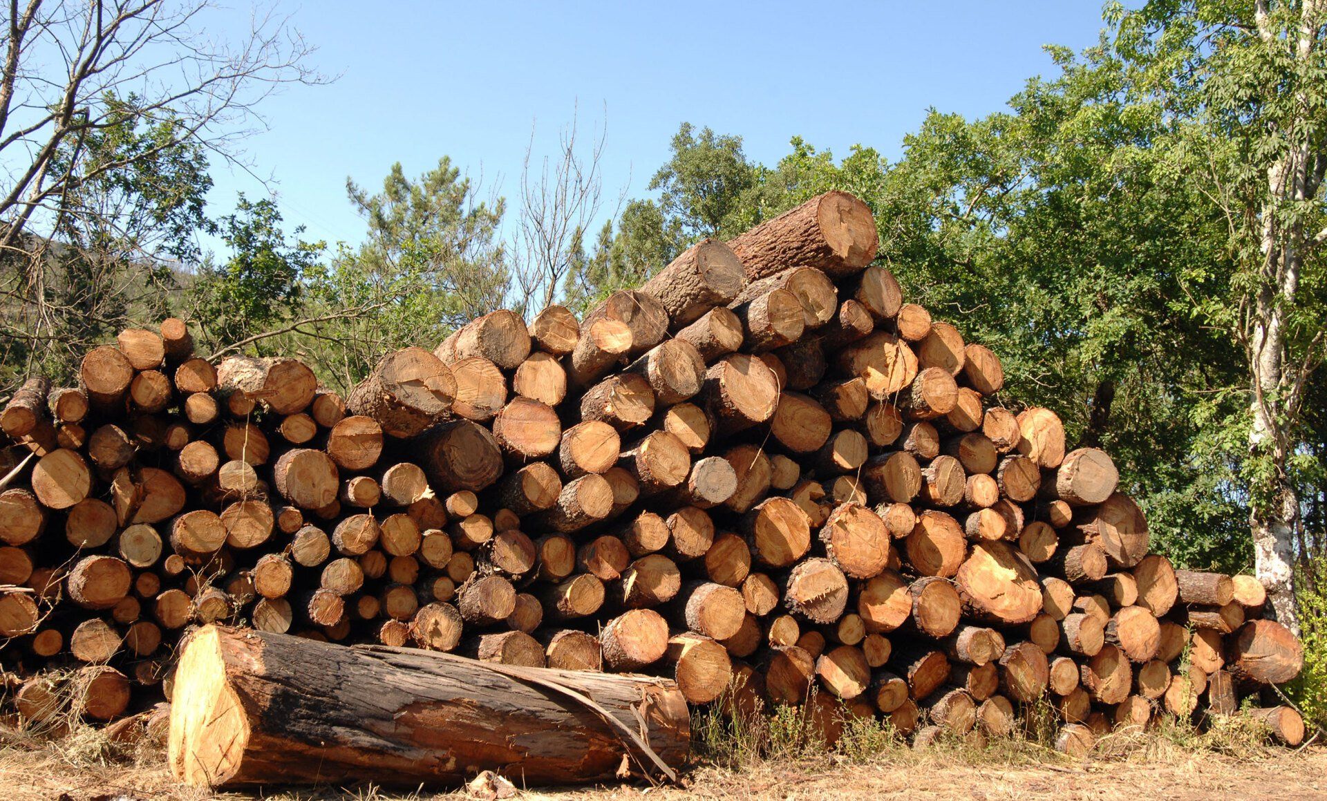 firewood