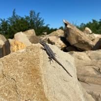 A lizard perches on a light brown rock, sunny day with blue sky and green trees in the background.