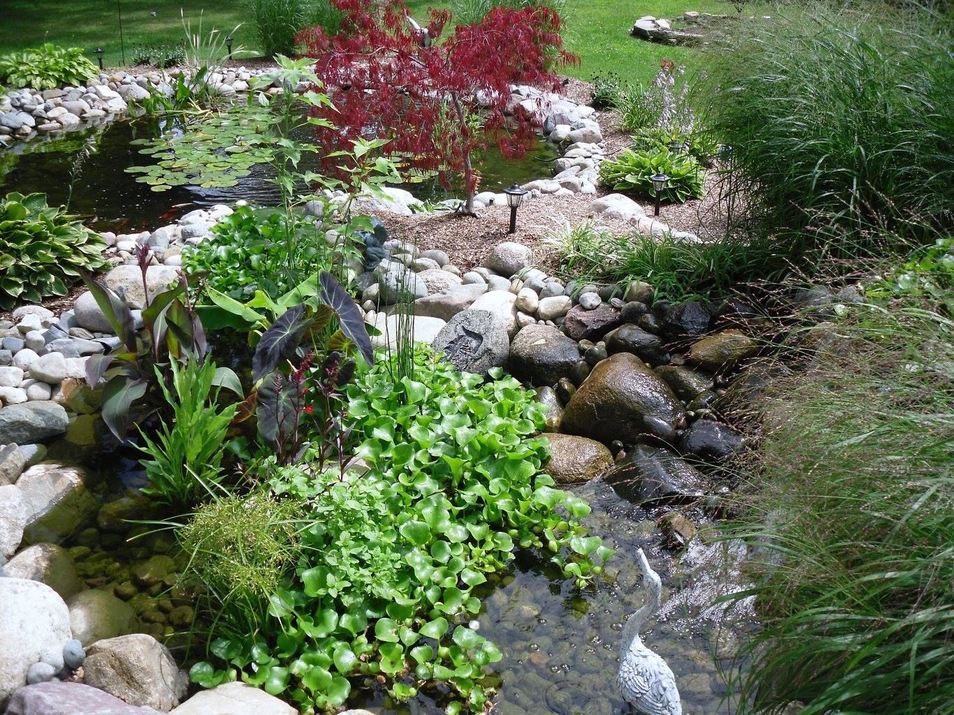 A small, lush garden pond with a flowing stream. Rocks line the edges, and various green plants surround the water.