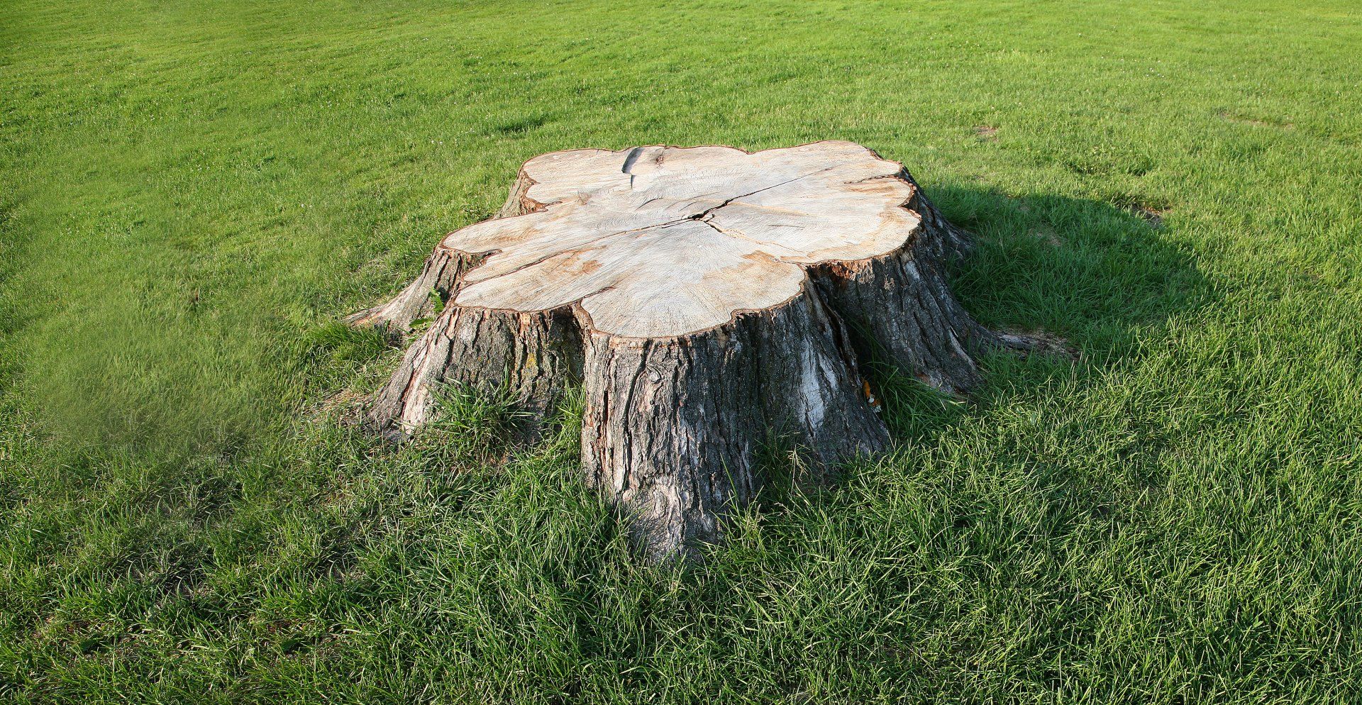 Trees Unlimited Tree Services Rutland, MA