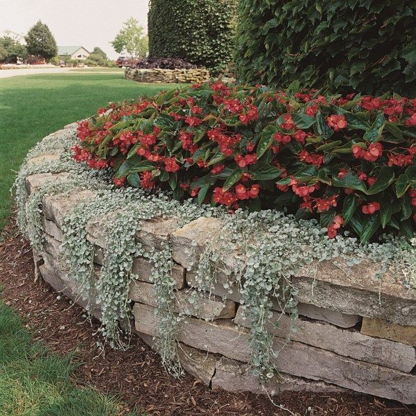 A stone retaining wall filled with vibrant red begonia flowers and silver-foliaged trailing plants in a grassy yard.