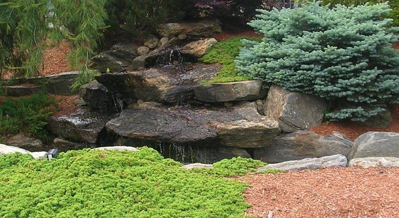 A small stone waterfall surrounded by lush green ground cover, a blue conifer shrub, and patches of mulch.