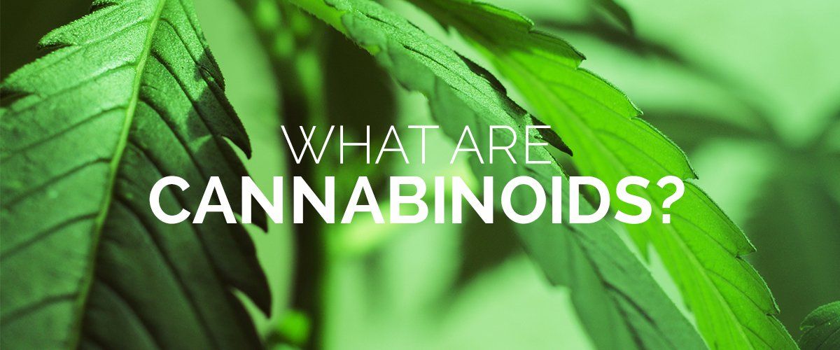 There is much more to cannabis than THC & CBD.  Let's look at minor cannabinoids