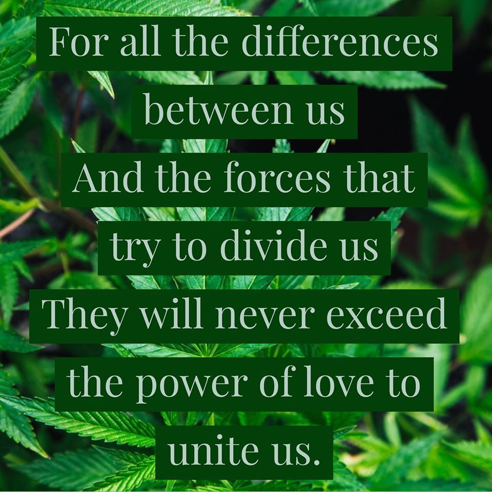 Text on green leaves: Love unites us despite differences and division.