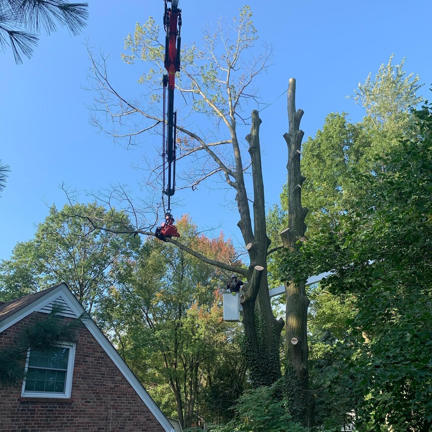 A worker in a red shirt hanging from a crane cable trims tree branches above a house next to another worker in a lift.