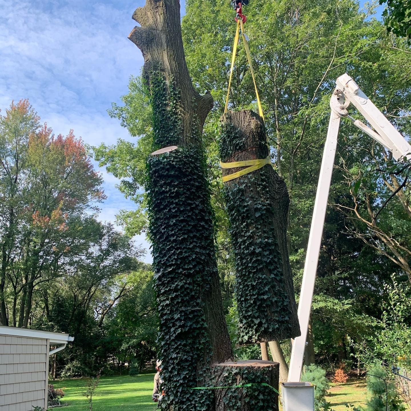A crane lifts a large, ivy-covered tree segment away from the main trunk during a residential tree removal job.
