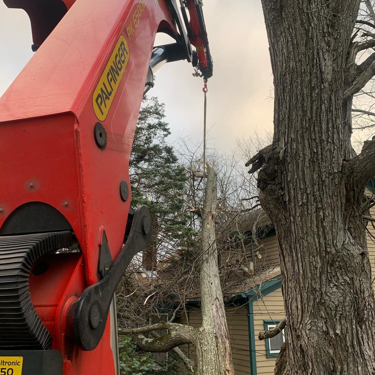 A red crane arm lifts a section of a tree over a house roof.