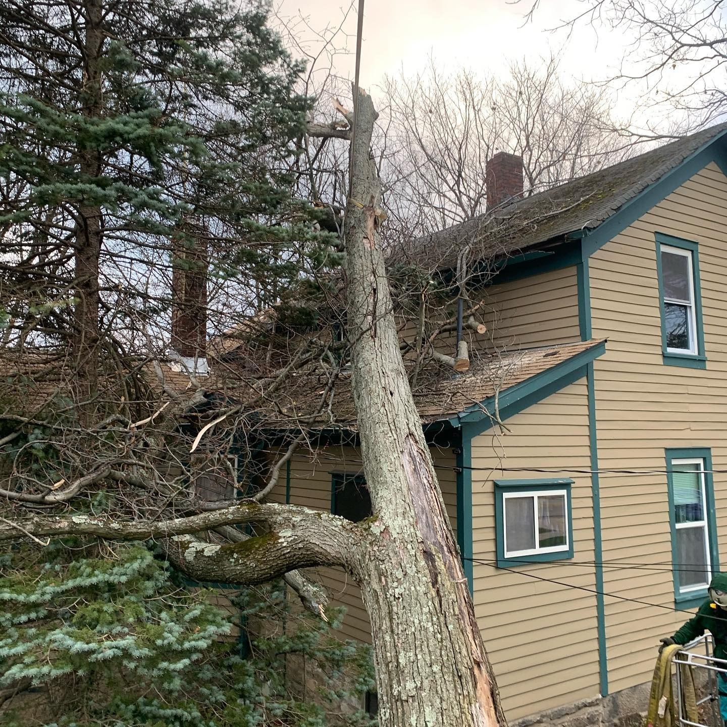 A large tree trunk rests on the roof of a beige house with green trim.