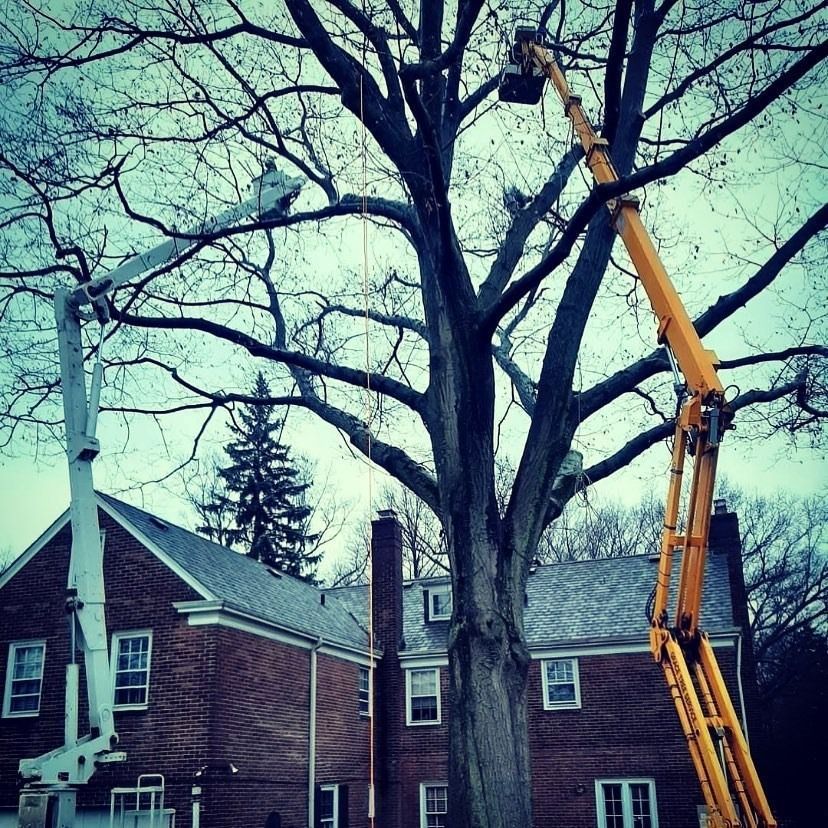 Two industrial bucket trucks, one white and one yellow, work on trimming a large tree in front of a brick house.