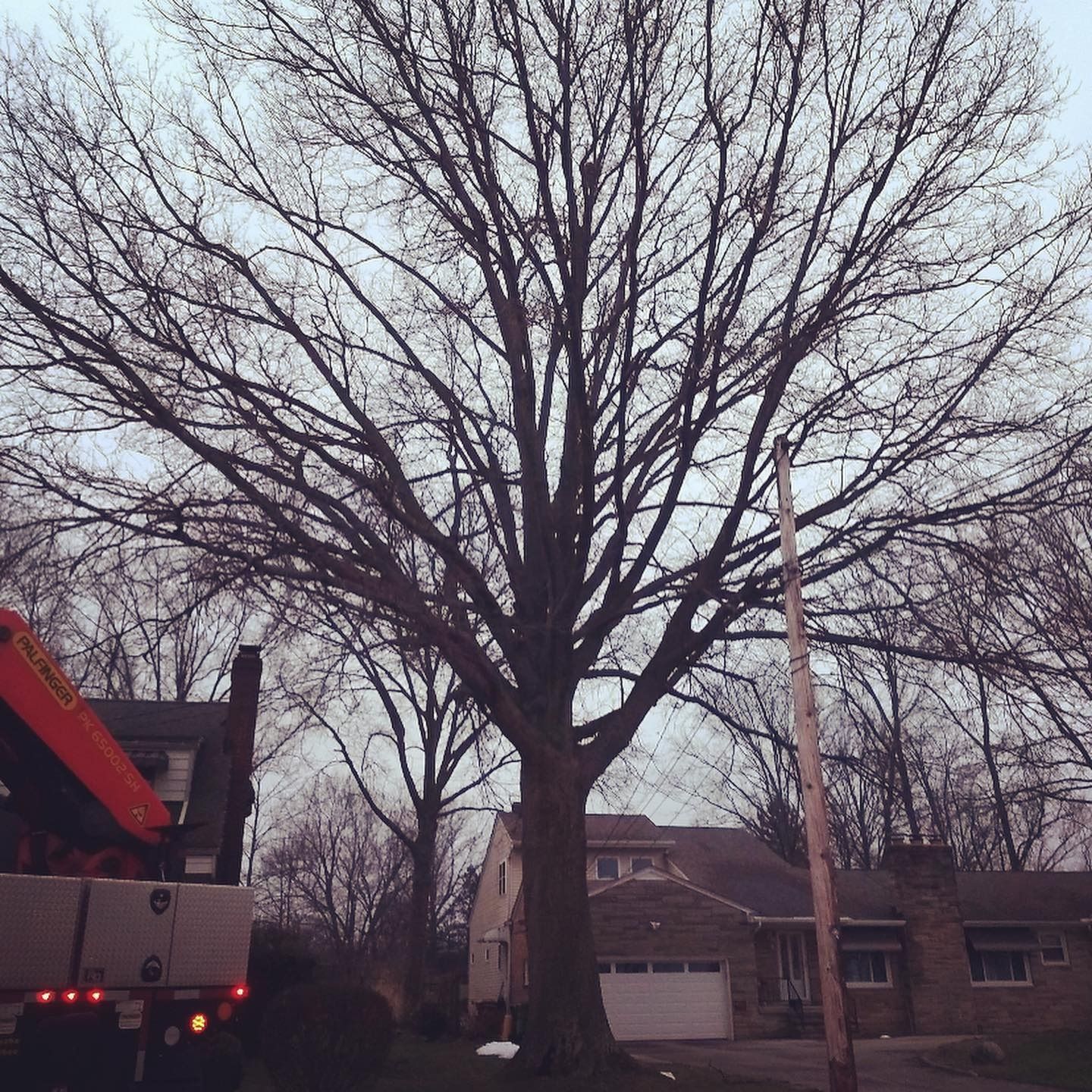 A large, bare tree stands in front of a residential house at dusk, with the side of a work truck visible on the left.