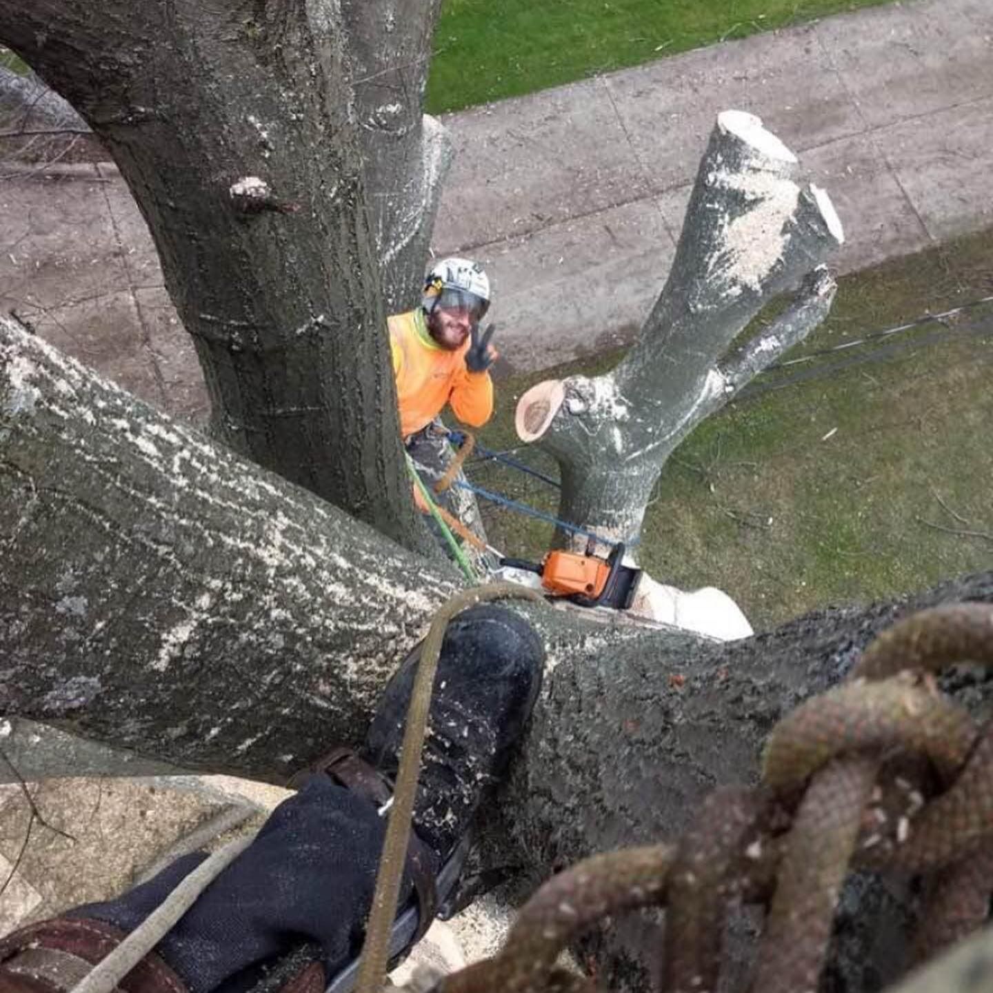 A person wearing safety gear and a yellow shirt gives a thumbs-up while high in a tree, next to a chainsaw and ropes.