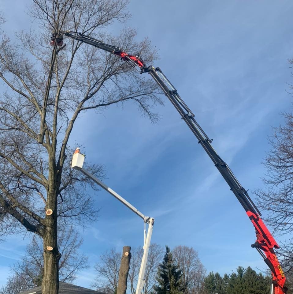 A crane and a bucket truck are used to trim branches from a tall, leafless tree against a clear blue sky.